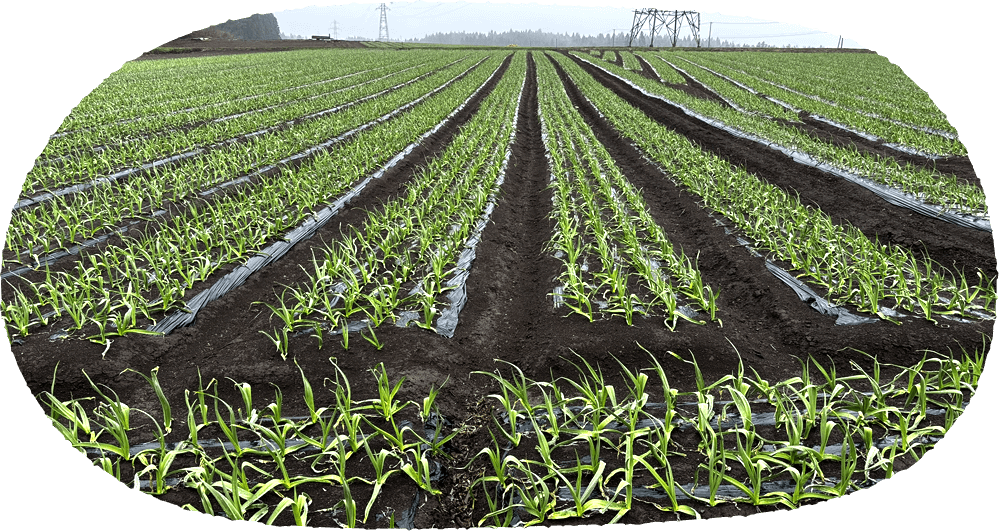 メインイメージ