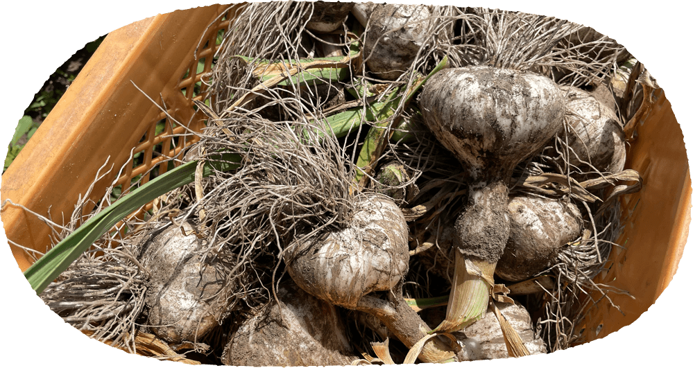 メインイメージ