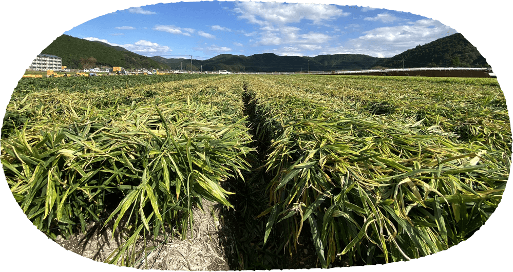 メインイメージ