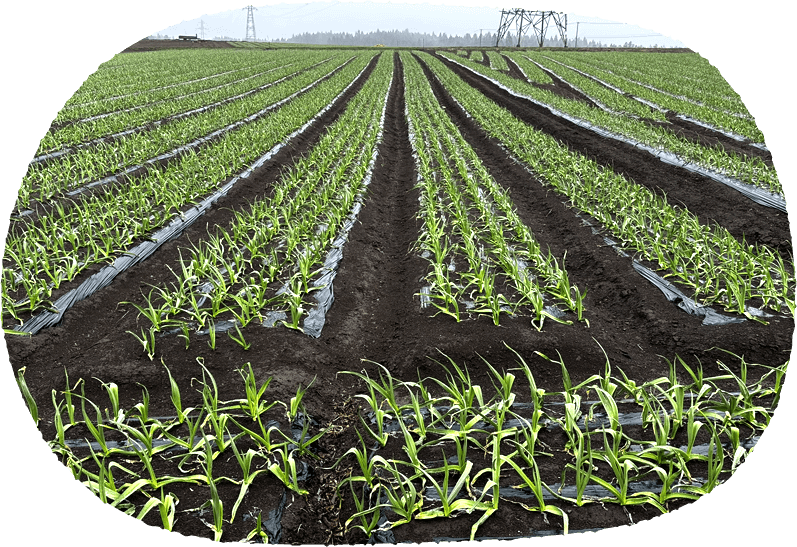 メインイメージ