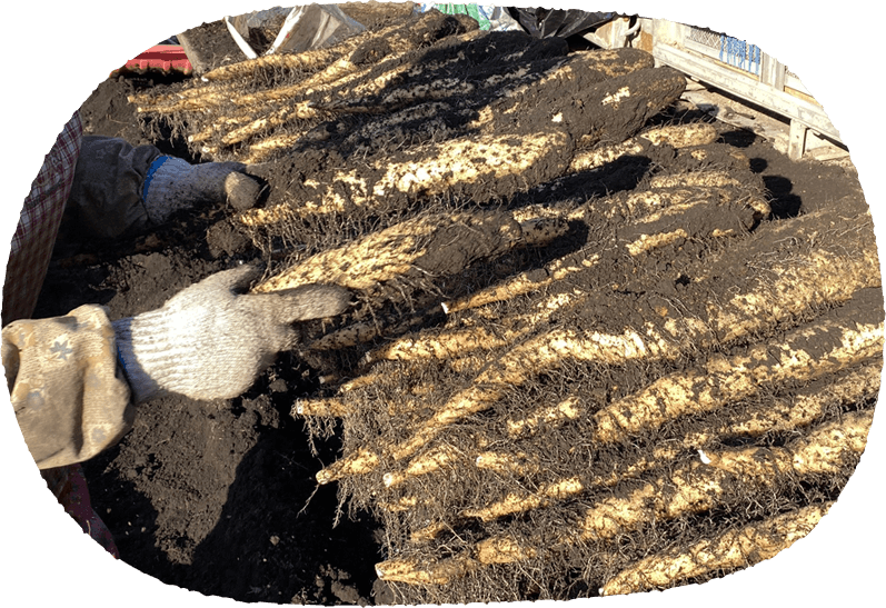 メインイメージ